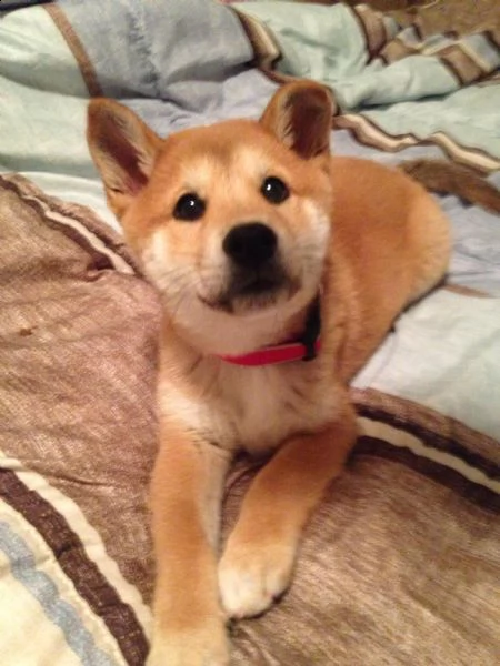 shiba inu,shiba inu