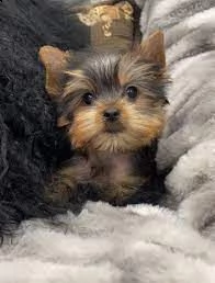 yorkshire terrier