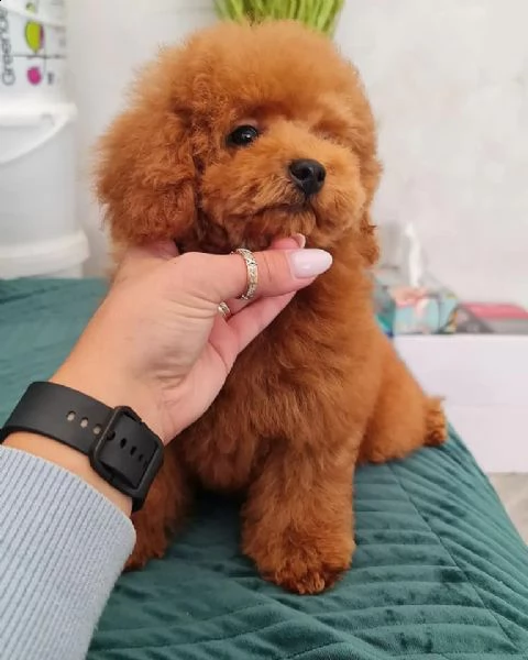 cuccioli di barboncino toy!!
