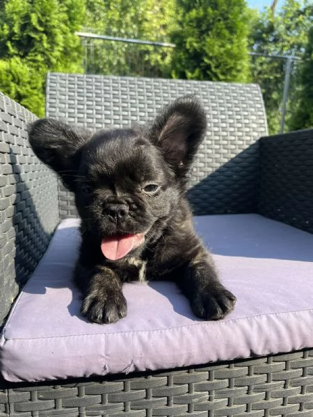 bulldog francese soffice | Foto 2