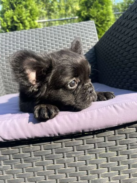 bulldog francese soffice | Foto 0