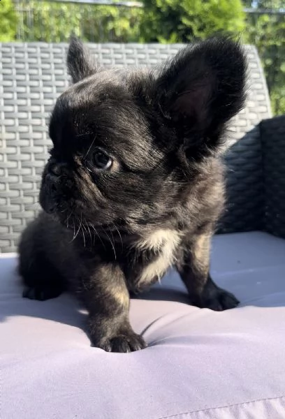 bulldog francese soffice