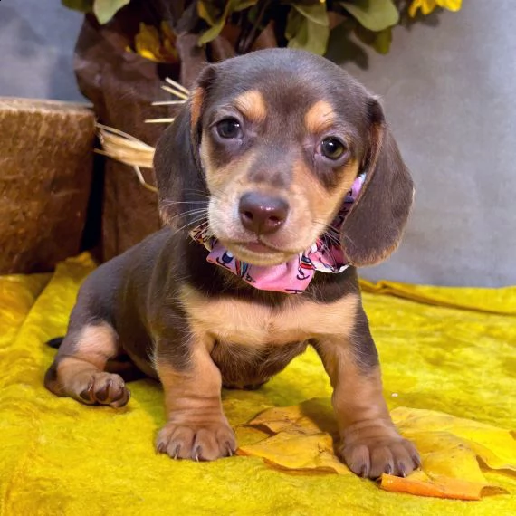 regalo adorabili cuccioli bassotto femminucce e maschietti 