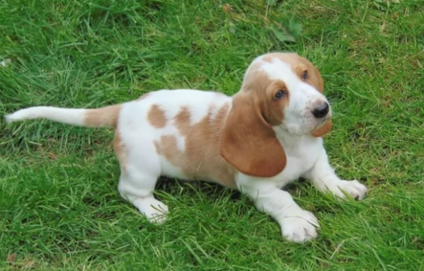 cuccioli di bassethound