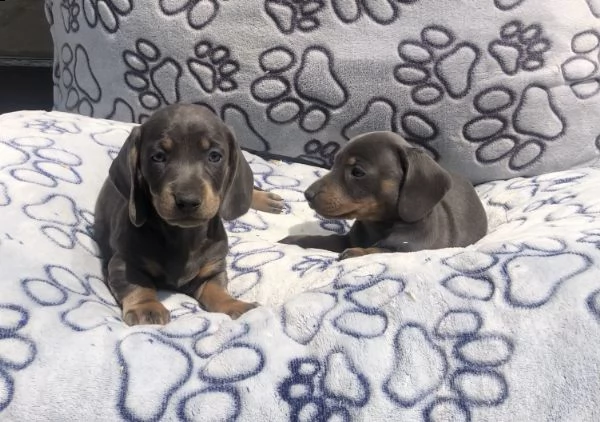 cuccioli di bassotto