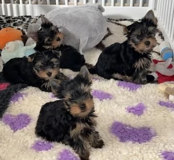 bellissimi cuccioli di yorkshire terrier disponibili