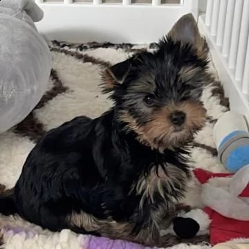 bellissimi cuccioli di yorkshire terrier disponibili | Foto 1