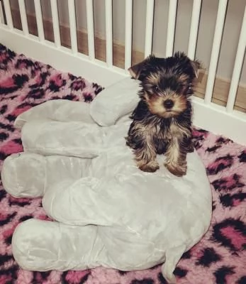 bellissimi cuccioli di yorkshire terrier disponibili | Foto 0