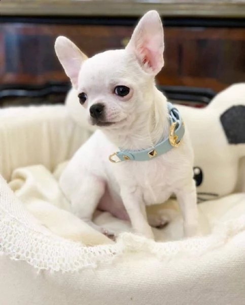 il 16 maggio 2023 la nostra sunny ha avuto una bellissima cucciolata con 7 cuccioli, 2 femmine e 5 m