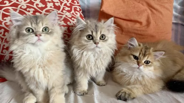 cuccioli di gatti british con pedigree | Foto 1
