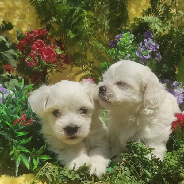 cuccioli maltesi sani pronti per l'adozione | Foto 2