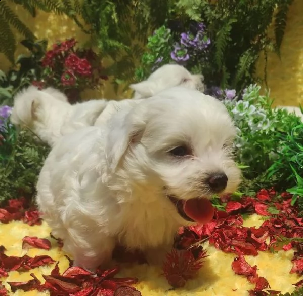 cuccioli maltesi sani pronti per l'adozione | Foto 1
