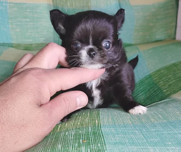 due cuccioli di chihuahua di razza pura (maschi a pelo corto) in blu fulvo e nero focato stanno cerc