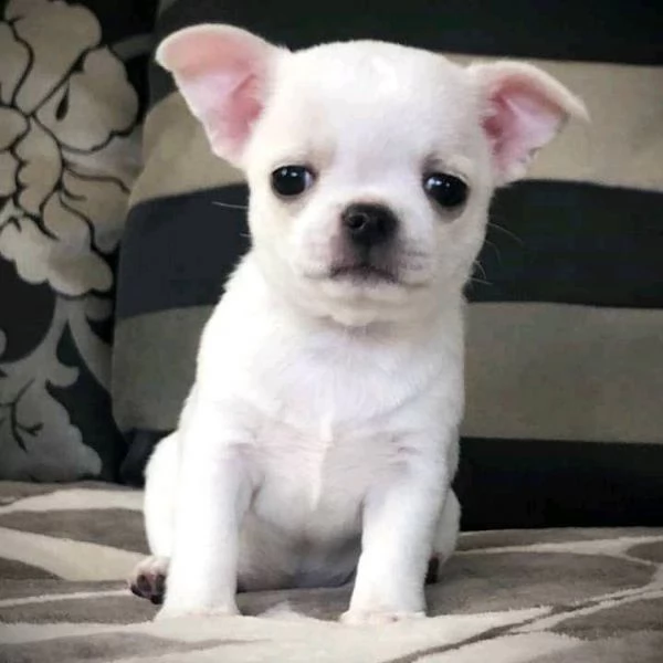 due cuccioli di chihuahua di prima classe disponibili per l'adozione maschio e femmina questi splend
