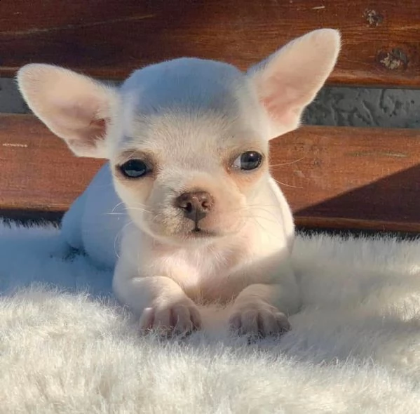 maschio e femmina chihuahua cuccioli di malamute per l'adozione in omaggio ho un chihuahua malamute 