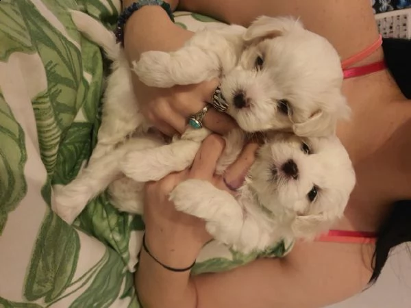 disponibili magnifici cuccioli di maltese maschi e femmine bellissimi cuccioli di maltese. cresciuto