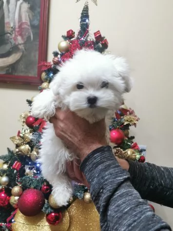 due simpatici cuccioli di maltese ora pronti per l'adozione