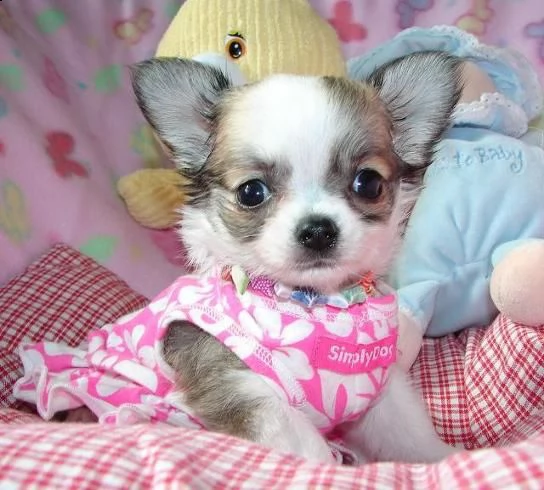 maschio e femmina chihuahua cuccioli di malamute per l'adozione in omaggio ho un chihuahua malamute 