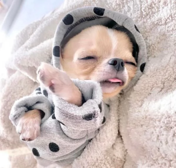 due cuccioli di chihuahua teacup hanno bisogno urgentemente di una nuova famiglia splendidi cuccioli