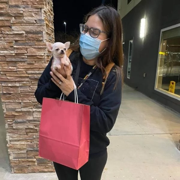 bellissimi cuccioli di chihuahua a pelo lungo e pelo corto  siamo un piccolo allevatore amatoriale r