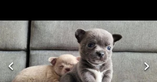 regalo cuccioli  di chihuahua