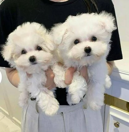 bellissimi cuccioli di maltese teacup in vendita bellissimi cuccioli di teacup maltese pronti per og