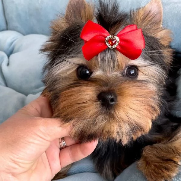cuccioli di yorkie allevati in casa per il reinserimento