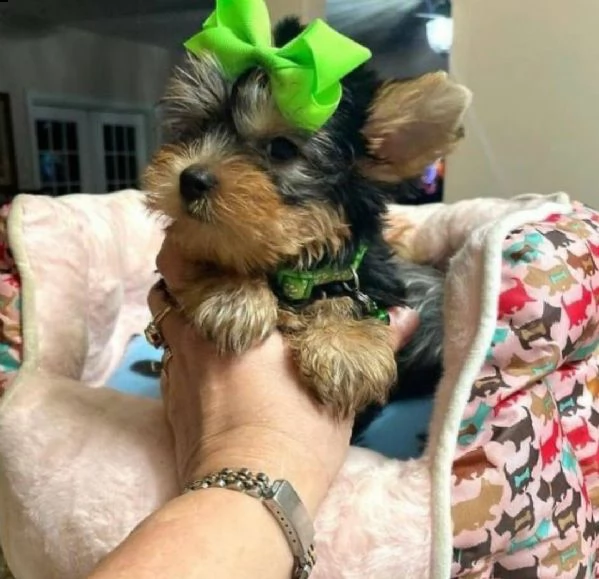 molto piccoli cuccioli di yorkie da tè ora disponibili cucciolo molto amichevole ed estroverso. cont