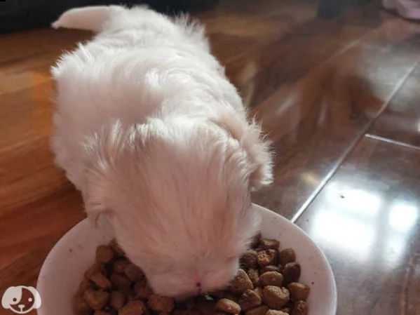 maltese  cuccioli dolcissimi | Foto 1