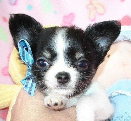 affascinante chihuahua maltese t-cup disponibile per qualsiasi nuova famiglia offro due cuccioli di 