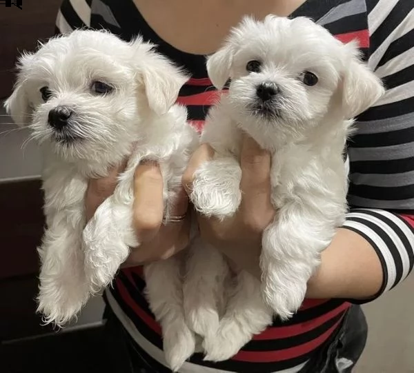 bellissimi cuccioli di maltese akc teacup disponibili regalo di famiglia per te abbiamo tre bellissi