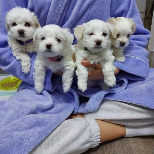adorabili cuccioli maltesi femmina t-cup per l'adozione abbiamo cuccioli maltesi maschi e femmine t-