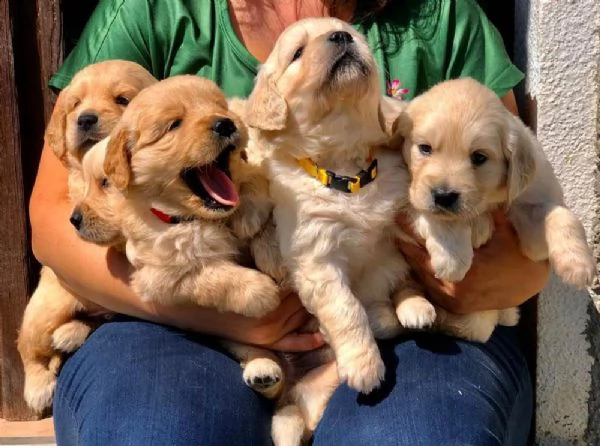 due splendidi cuccioli di golden retriever