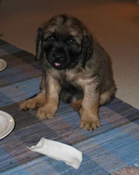 disponibili cuccioli di leonberger 
