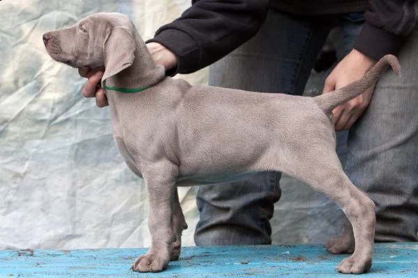 disponibili cuccioli di weimaraner | Foto 0