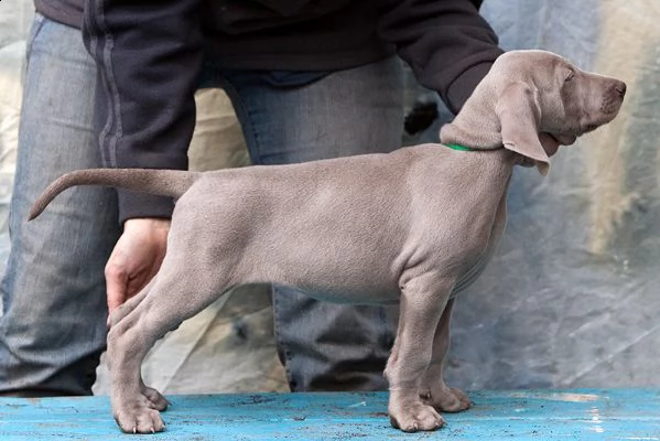disponibili cuccioli di weimaraner