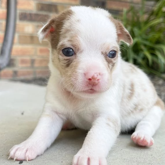 regalo cuccioli di chihuahua mini toy 