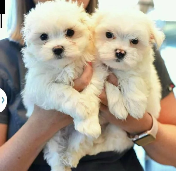 due cuccioli di maltese teacup hanno bisogno urgentemente di una nuova famiglia maschio e femmina sp