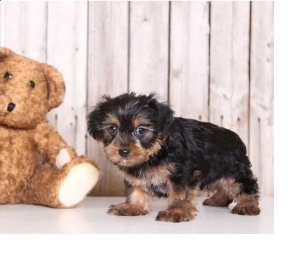 cuccioli di yorkie in vendita