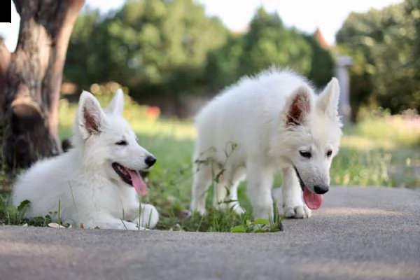 pastore svizzero bianco cuccioli in vendita | Foto 6