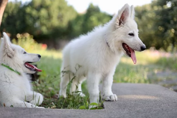 pastore svizzero bianco cuccioli in vendita | Foto 4