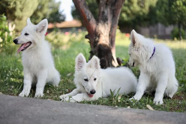 pastore svizzero bianco cuccioli in vendita | Foto 3