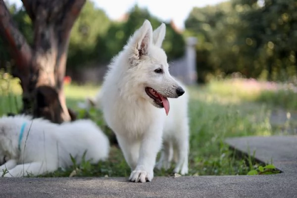 pastore svizzero bianco cuccioli in vendita | Foto 2