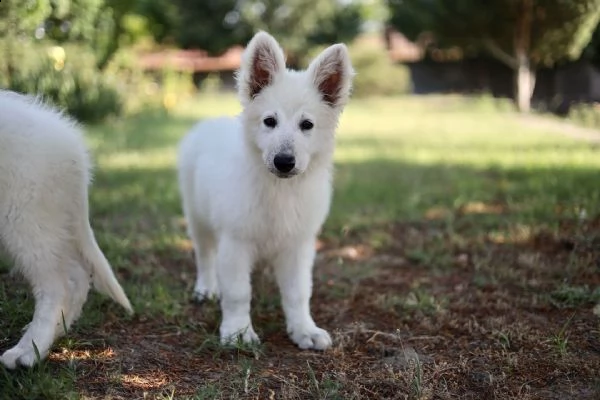 pastore svizzero bianco cuccioli in vendita | Foto 1