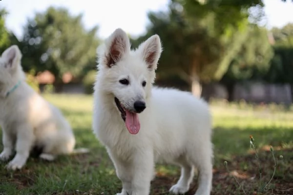 pastore svizzero bianco cuccioli in vendita
