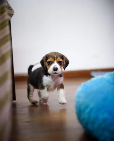 (3)cuccioli di beagle cioccolato con pedigree | Foto 1
