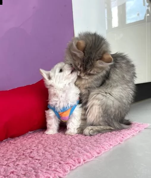 disponibili  cuccioli di maltese toy 