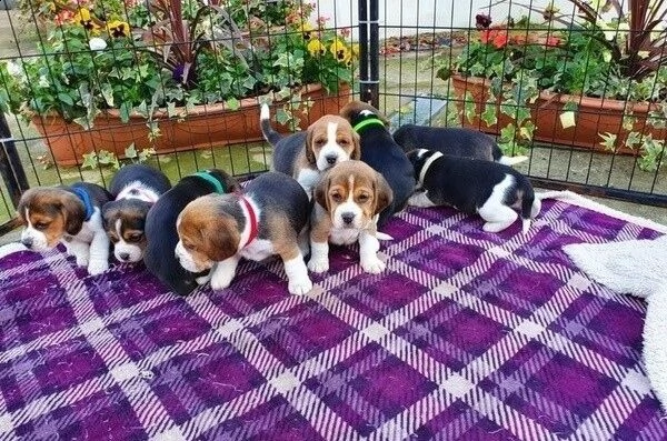 vendo cuccioli di beagle