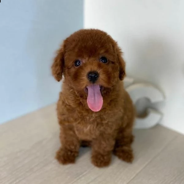 cuccioli di barboncino toy