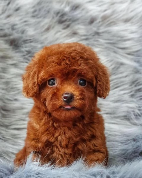 cuccioli barboncino toy